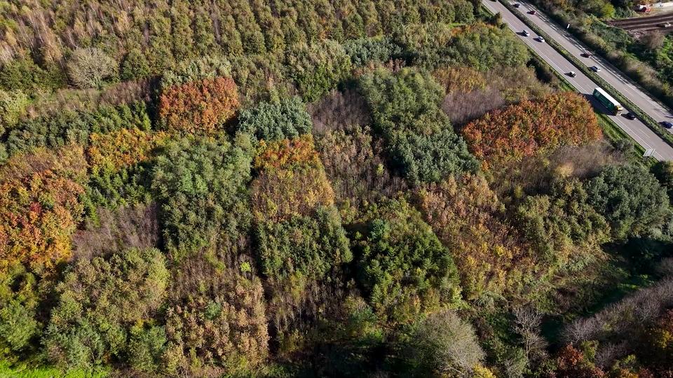 Der Wald der Zukunft hat Migrationshintergrund | tagesschau.de