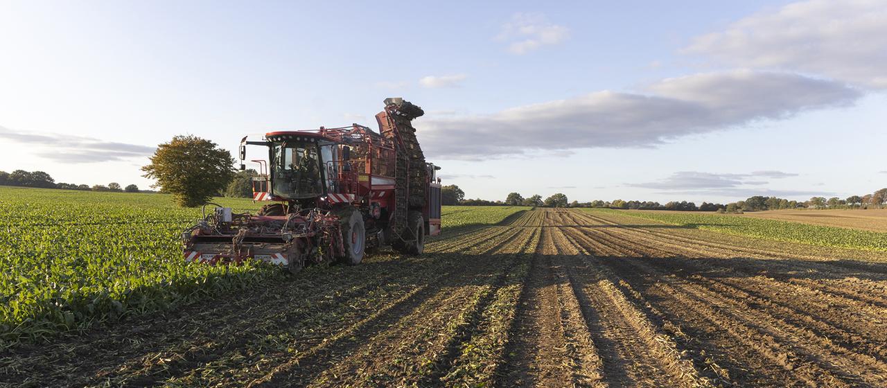 Ein Traktor bei der Zuckerrübenernte.