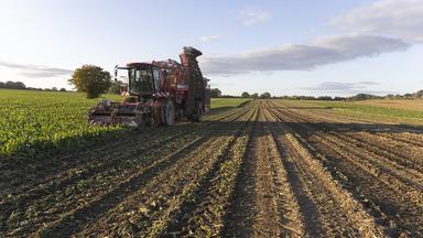 Ein Traktor bei der Zuckerrübenernte.