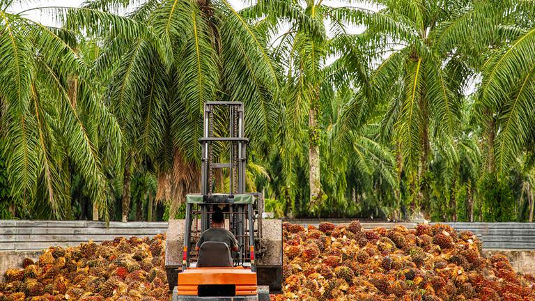 Ein Arbeiter bedient einen Bagger, um geerntete Palmölfrüchte abzuladen.