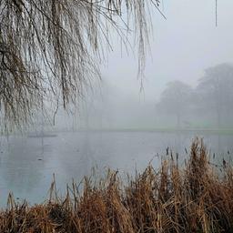 Nebel im Park über einem See