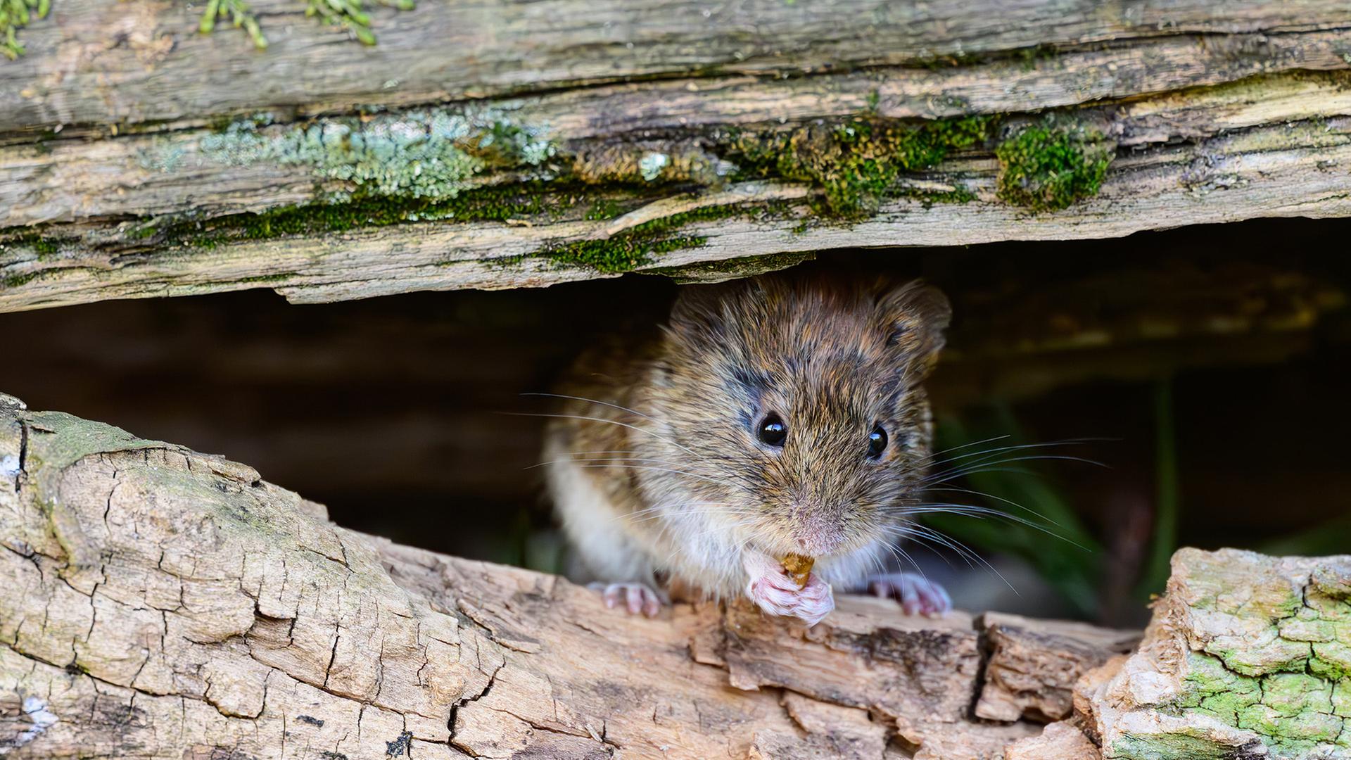 Todesfälle auf Kreuzfahrtschiff: Was das Hantavirus ist