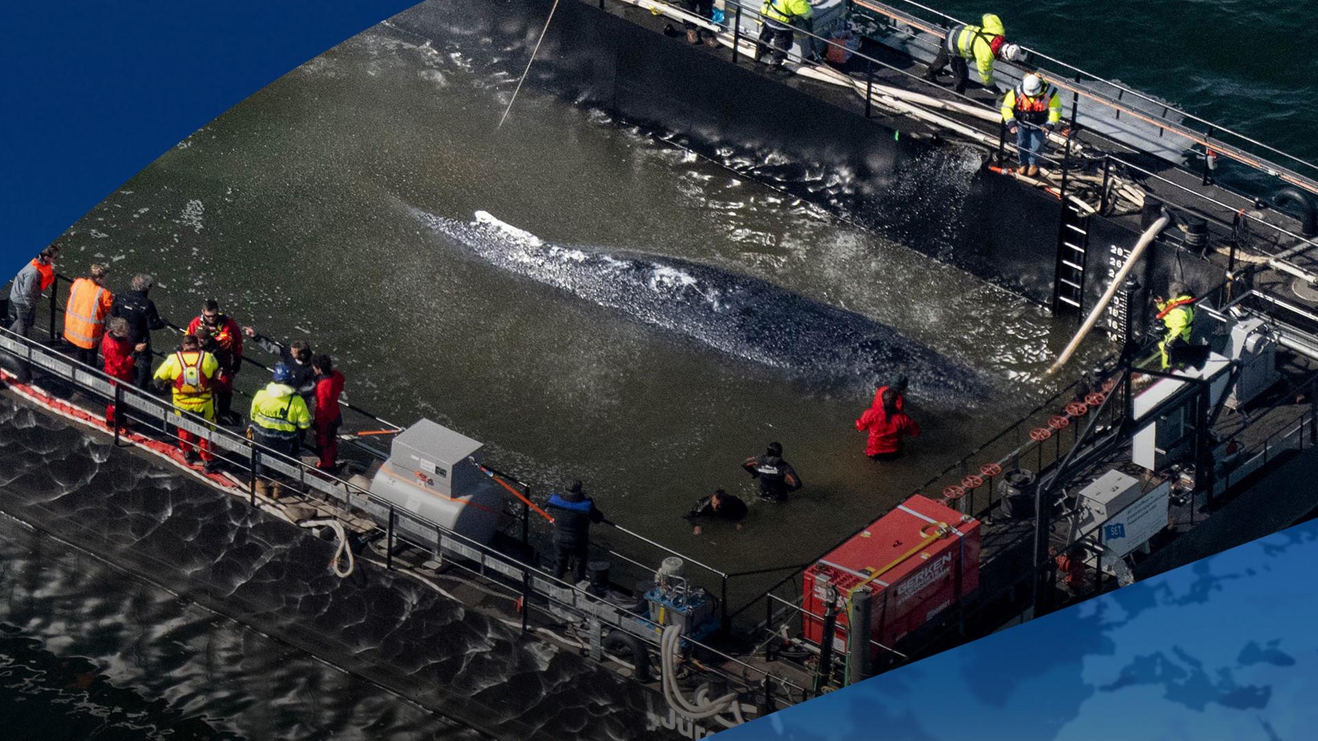 Der in der Ostsee gestrandete Wal ist in den Lastkahn geschwommen.  | dpa