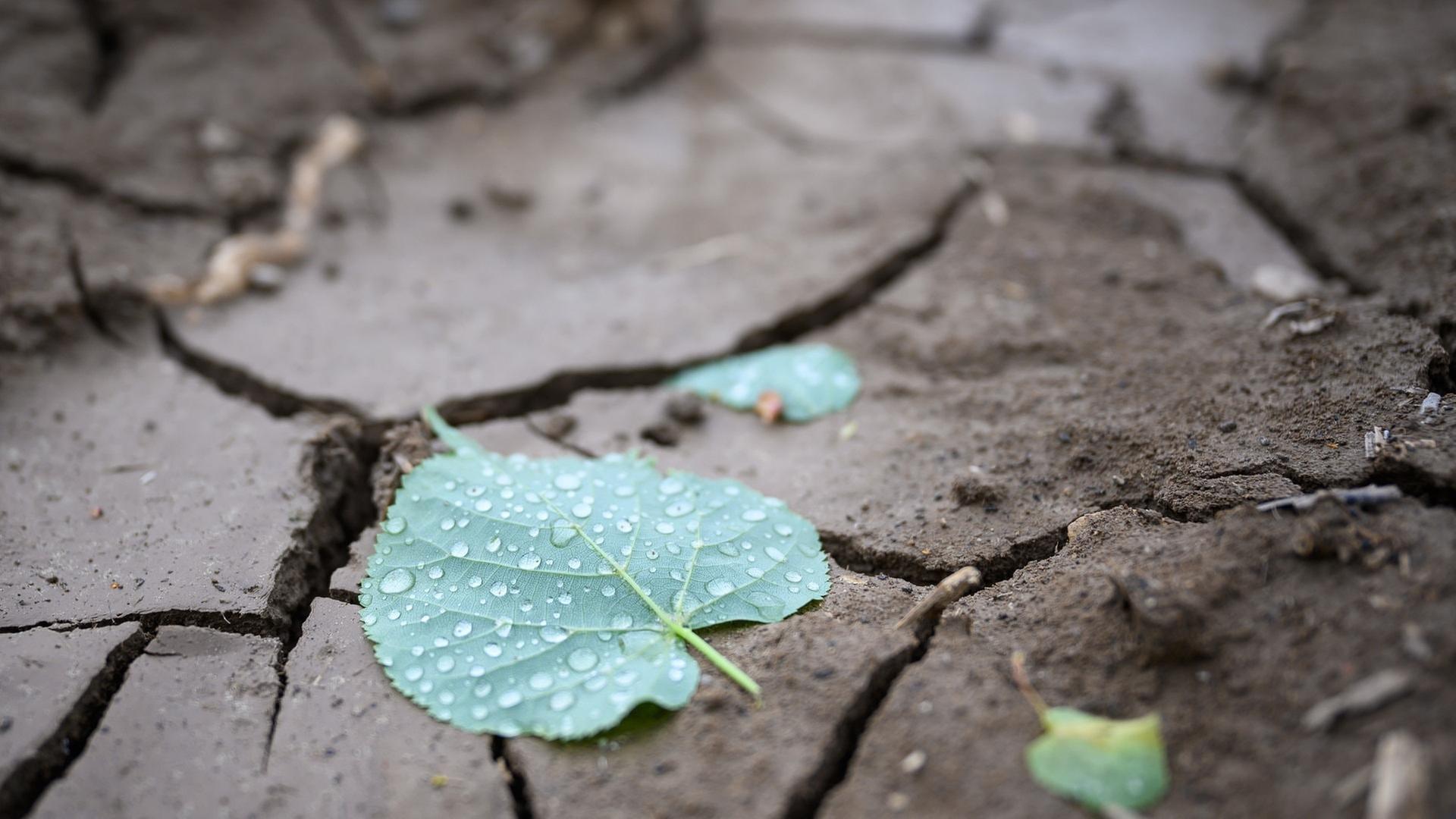 Wetter bringt endlich Regen: So viel Wasser brauchen wir jetzt