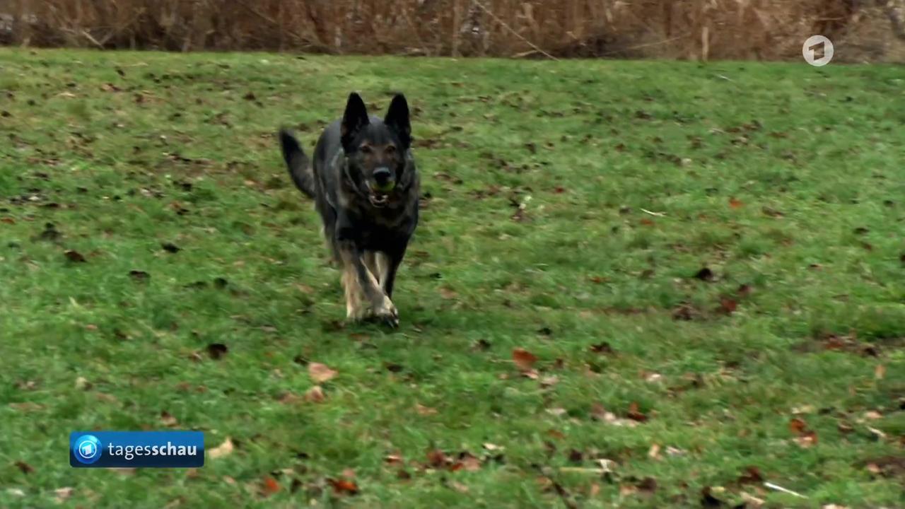 Silvesterböllerei stresst Tiere