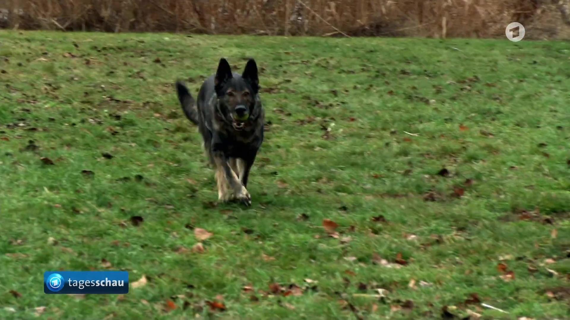 Silvesterböllerei stresst Tiere