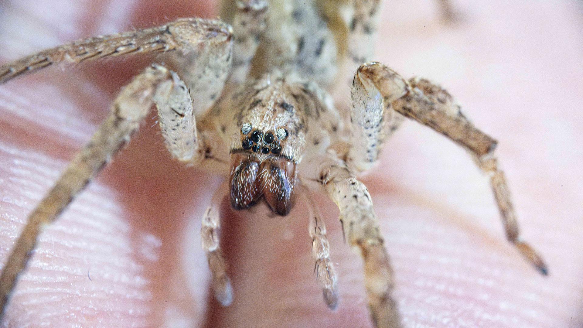Eine Nosferatu-Spinne sitzt auf der Hand einer Person. | Benjamin Westhoff/dpa