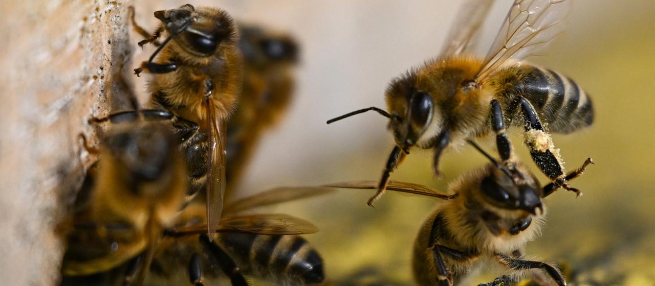Honigbienen, die einen Bienenstock bevölkern.