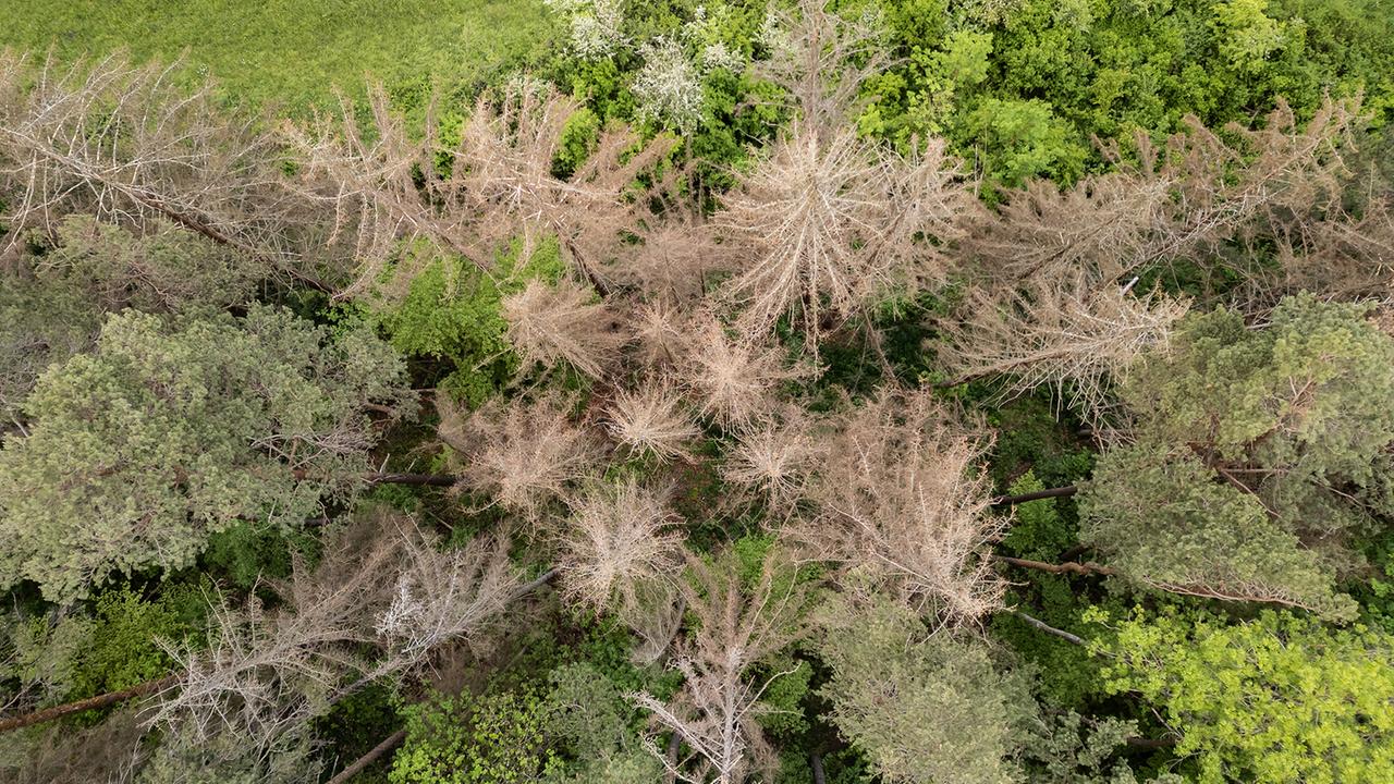 Wälder in Deutschland leiden unter Dürrefolgen Wälder in Deutschland leiden unter Dürrefolgen