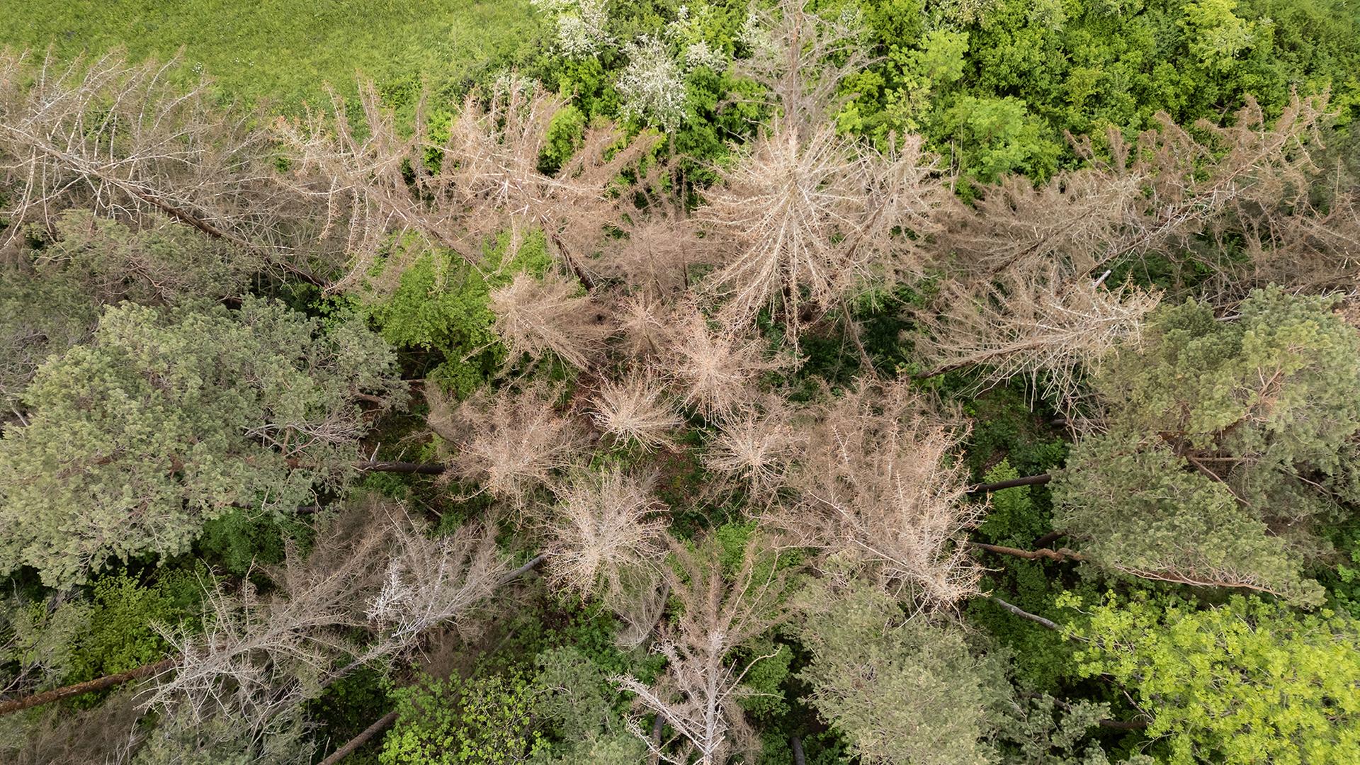 Drohnenaufnahme eines Waldes | dpa