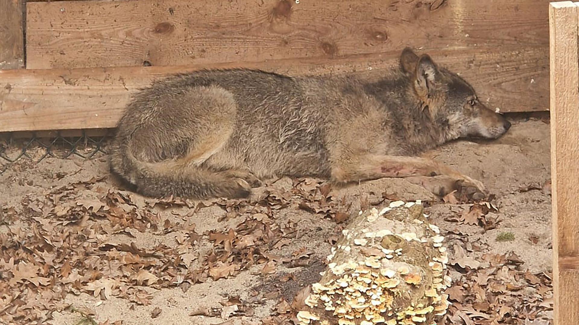 Ein Wolf liegt in der Wildtierauffangstation bei Sachsenhagen. | UmweltbehÃ¶rde Hamburg/dpa