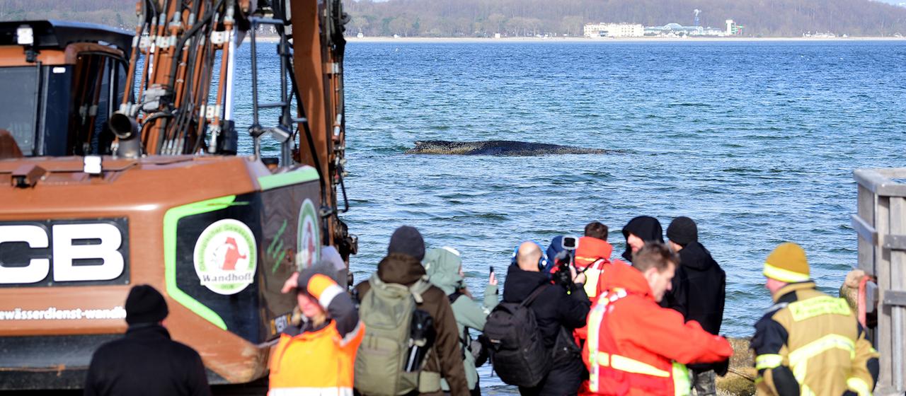 Helfer und schweres Gerät stehen am Timmendorfer Strand vor einem gestrandeten Wal.