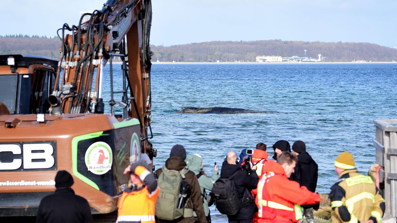 Wal wird zum Medienereignis - warum wir mit dem Tier mitfühlen