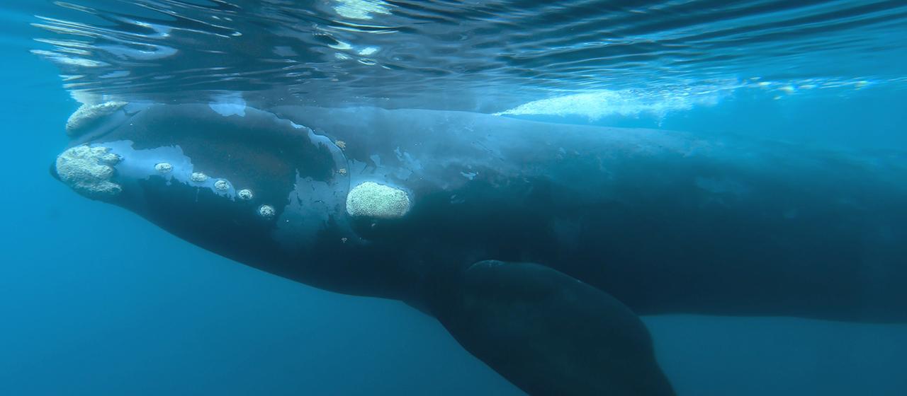 Ein Südkaper schwimmt vor der Küste der Halbinsel Valdes in Patagonien (Argentinien).