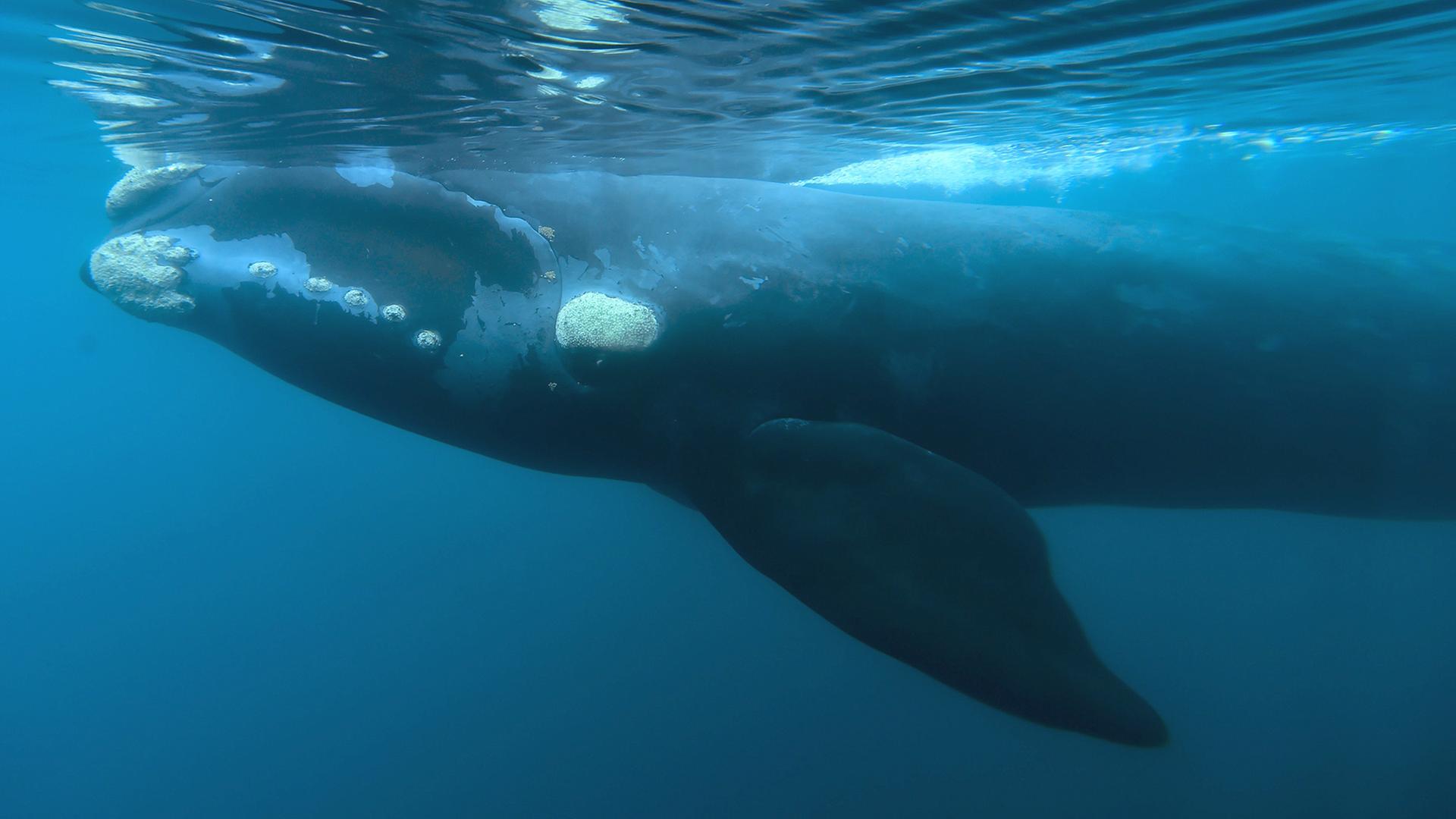 Ein Südkaper schwimmt vor der Küste der Halbinsel Valdes in Patagonien (Argentinien). | picture alliance/dpa/AP
