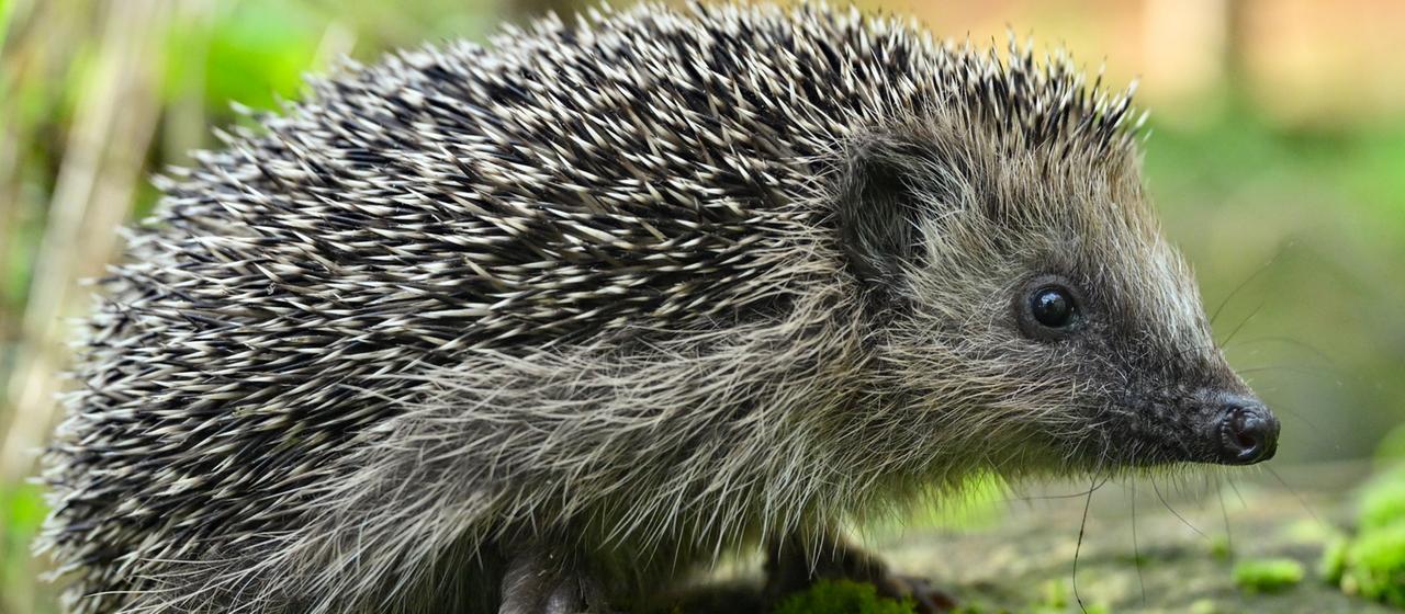 Igel | dpa Igel