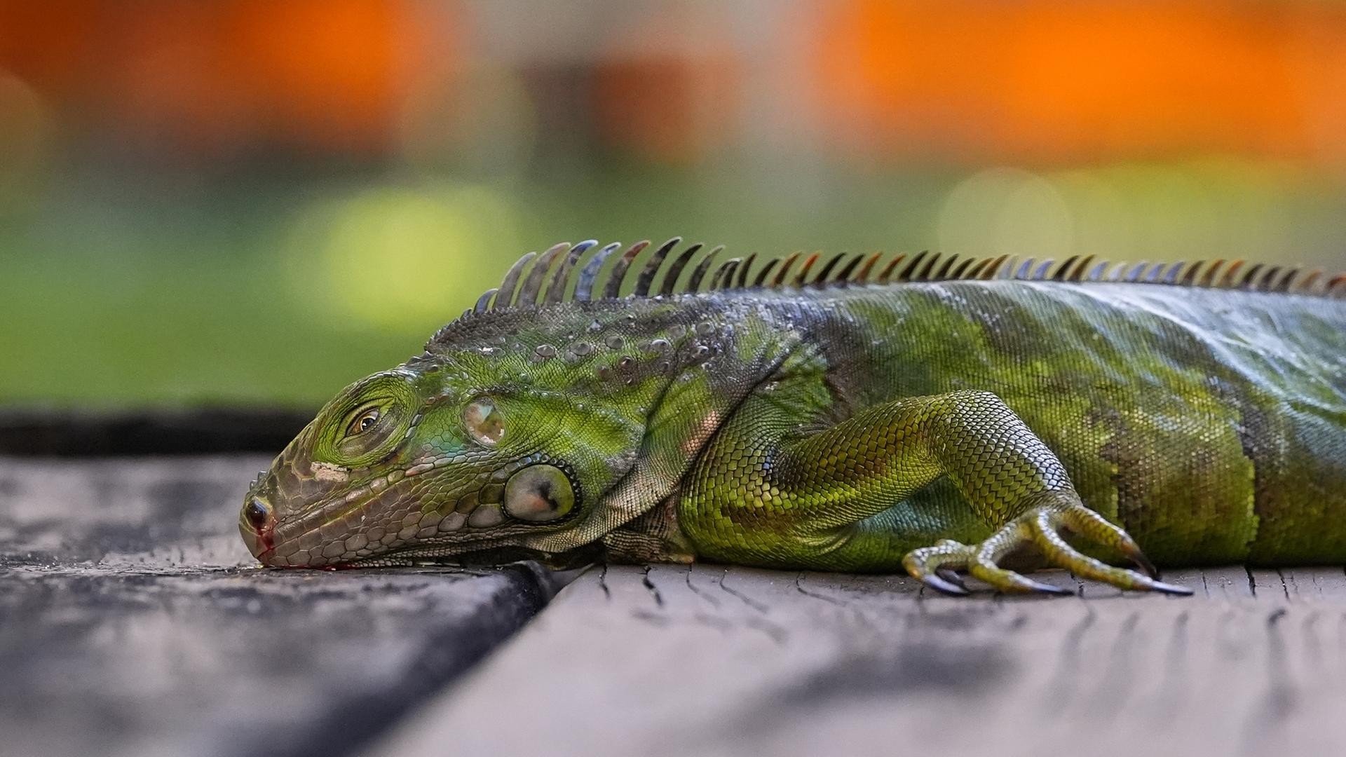 Ein von der Kälte betäubter Leguan liegt in Florida unbeweglich auf einer Hausterrasse. | dpa