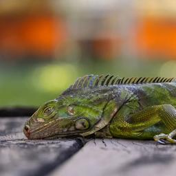 Ein von der Kälte betäubter Leguan liegt in Florida unbeweglich auf einer Hausterrasse.