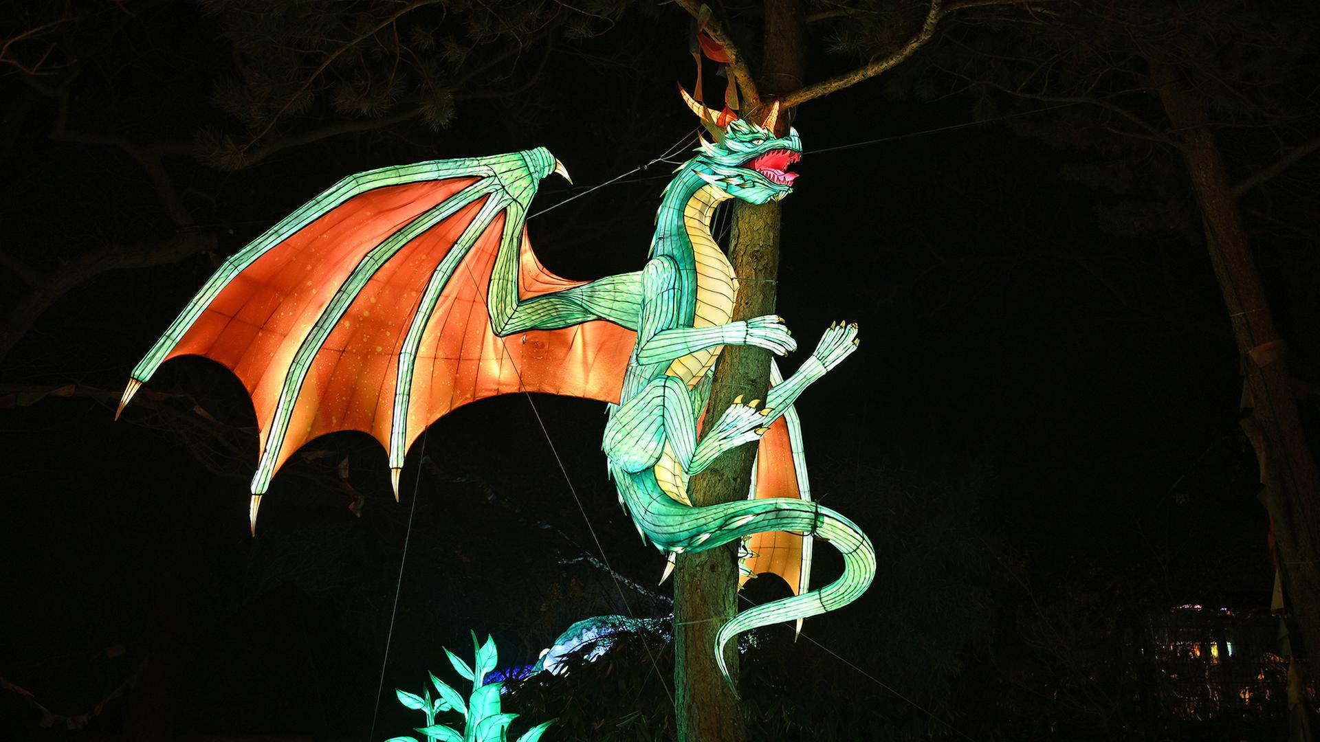 Ein Drache aus Draht, Licht und Soff hÃ¤ngt an einem Baum in der 