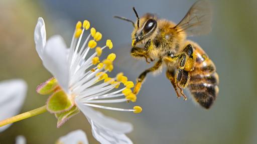 So präzise fliegen Honigbienen