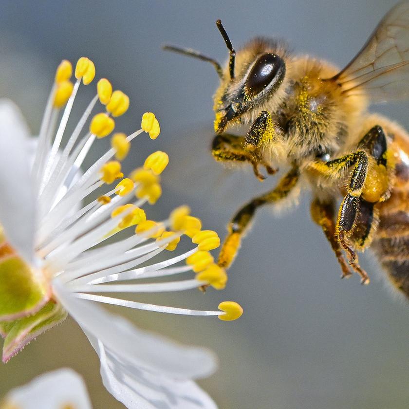 So przise fliegen Honigbienen | tagesschau.de