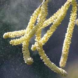 Pollen vom Hasel fliegen durch eine Parkanlage.