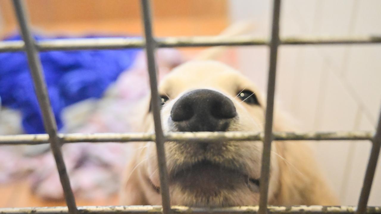 Diskussion über Einführung eines Tierführerscheins