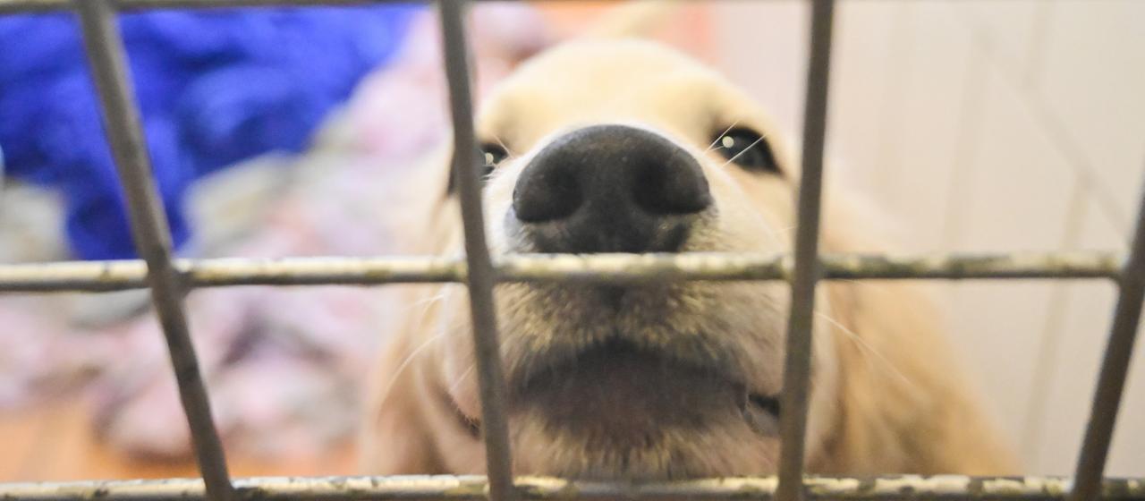 Ein Hund schaut durch ein Gitter in die Kamera
