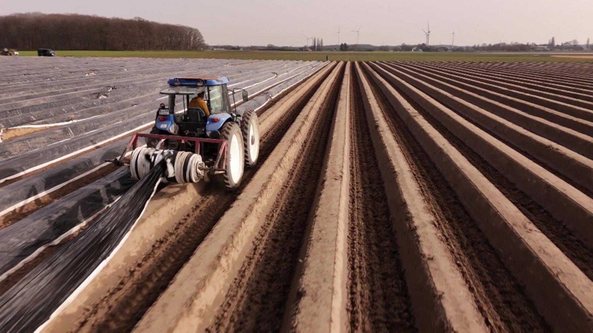 Warum die Spargelbauern am Niederrhein schon jetzt starten können