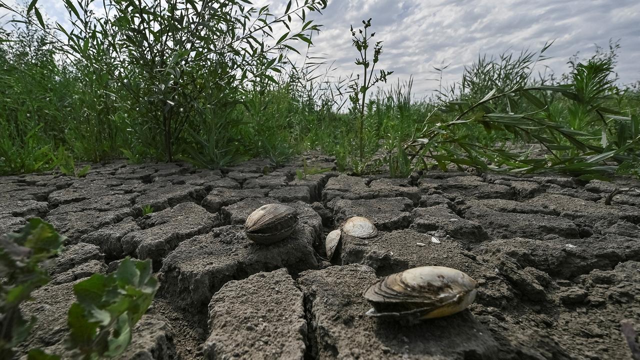 Drei Jahre nach Kachowka-Sprengung: Zwischen Wald und Wassermangel