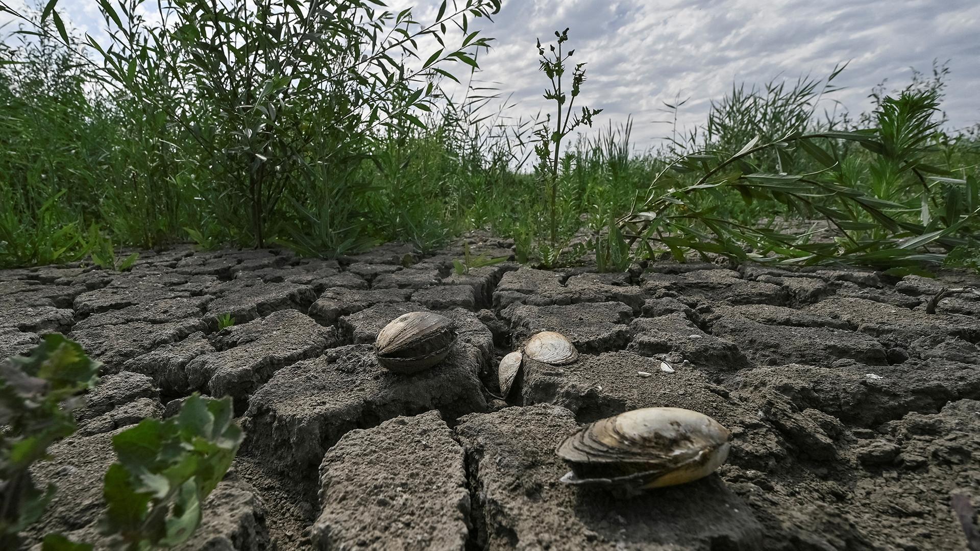 Der Boden, der nach dem Bruch des Dammes Kachowka ausgetrocknet ist. (Archivfoto: 05.06.2024) | REUTERS