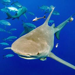 Ein Zitronenhai aus der Familie der Carcharhinidae schwimmt gefolgt von Fischen im Meer.