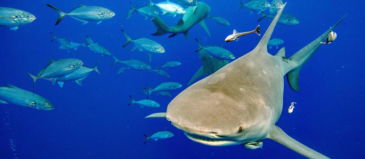 Ein Zitronenhai aus der Familie der Carcharhinidae schwimmt gefolgt von Fischen im Meer.