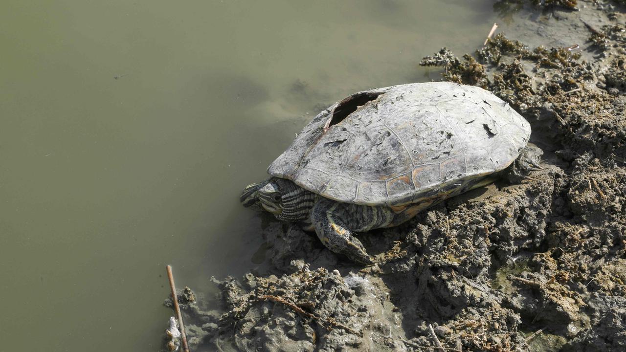 Schildkröte in den Chibayisch-Sümpfen, Weltjugendtreffen in Rom, immersive Ausstellung in Singapur