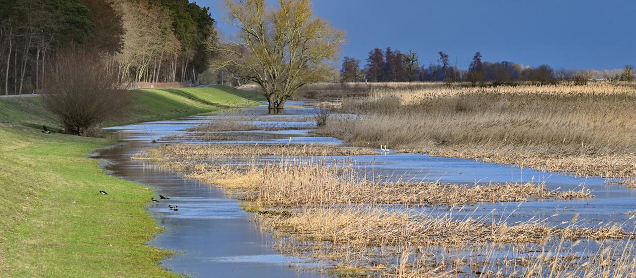Überflutete Polderwiesen im Nationalpark Unteres Odertal in Brandenburg.