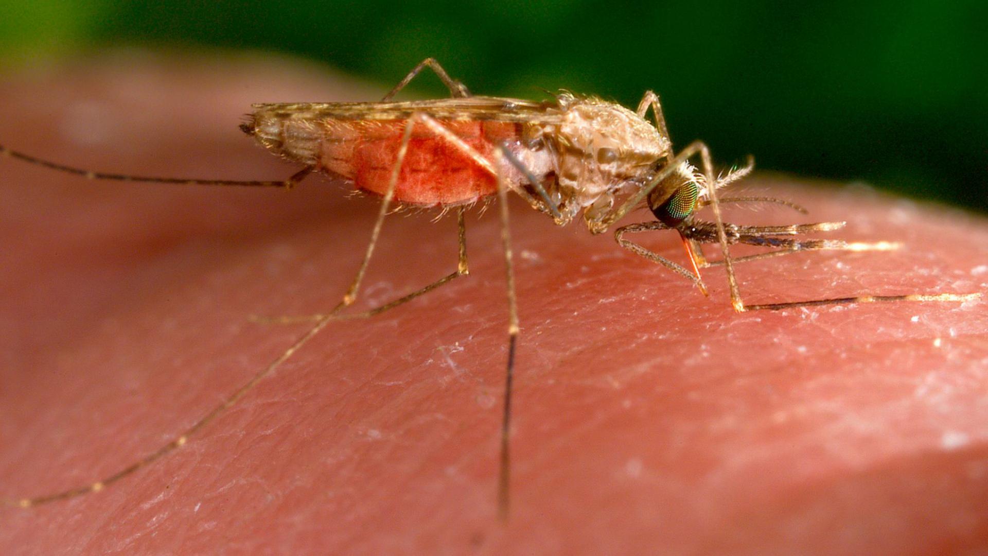 Malaria-Fälle im Umfeld des Frankfurter Flughafens festgestellt