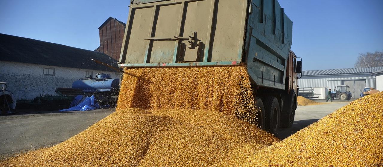 Ein Fahrzeug lädt Mais auf dem Bauernhof Roksana-K ab (Archivbild).