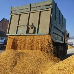 Ein Fahrzeug lädt Mais auf dem Bauernhof Roksana-K ab (Archivbild).