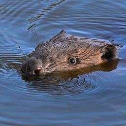 Symbolbild:Ein Biber (Castor fiber) schwimmt im Wasser.(Quelle:picture alliance/dpa/P.Pleul)