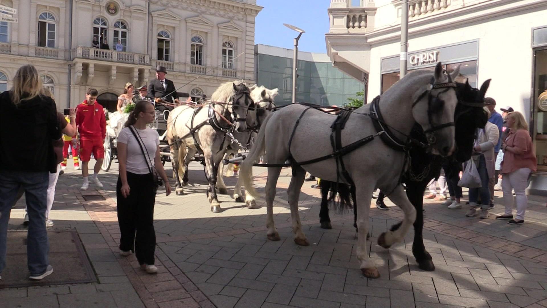 Pferde im Umzug: Tierquälerei oder Tradition?
