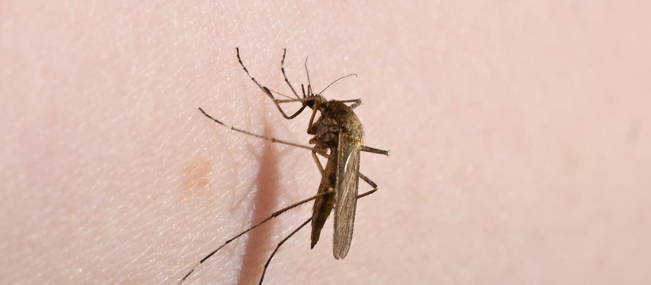 Eine Mücke (Aedes flavescens) sitzt auf einem Arm.