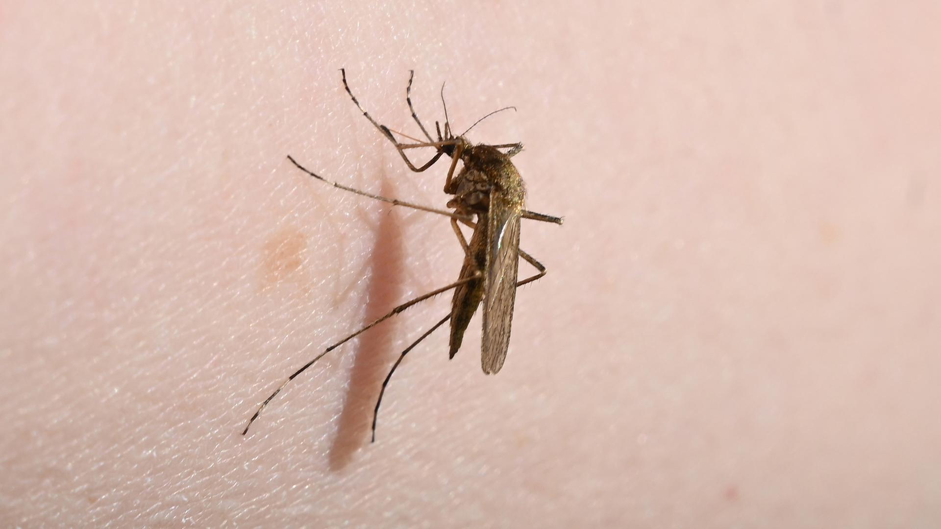 Eine Mücke (Aedes flavescens) sitzt auf einem Arm. | picture alliance/dpa