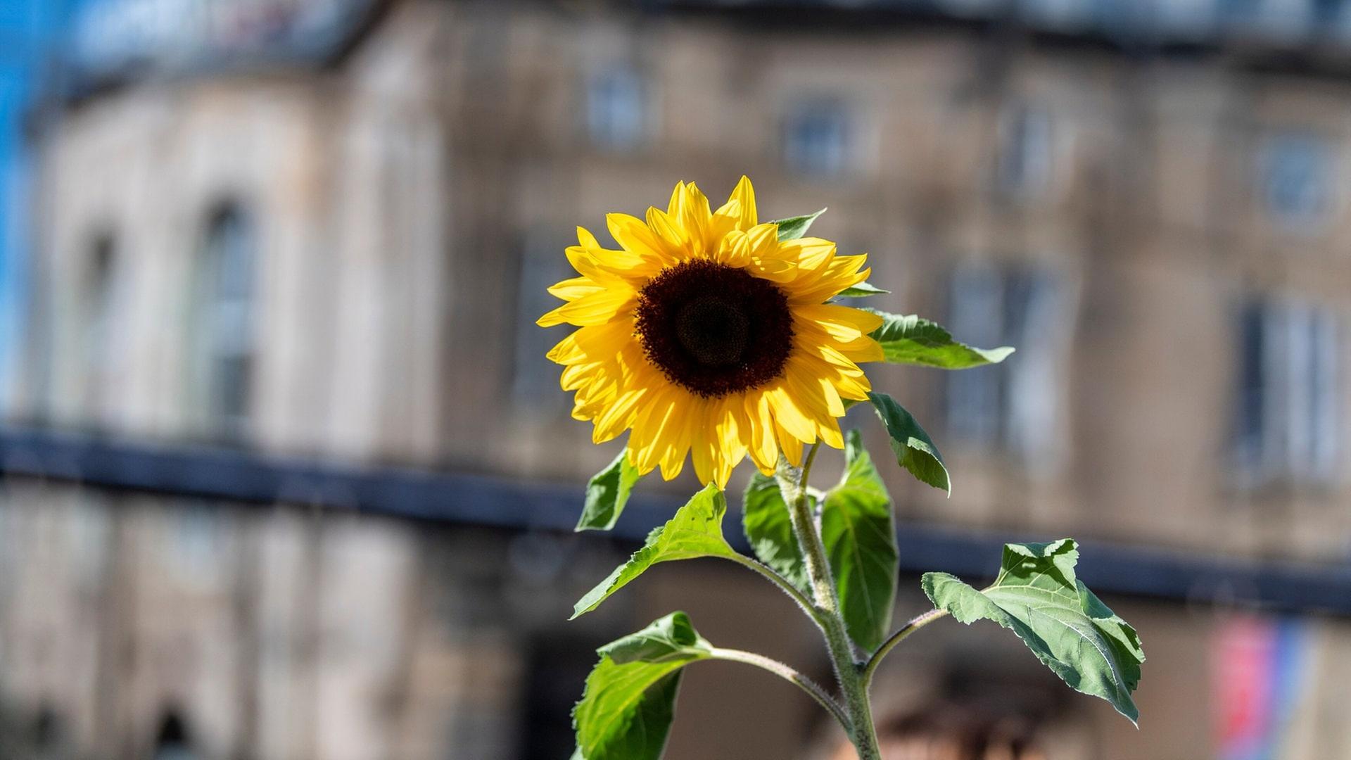 Symbolbild: Eine gesenkte Sonnenblume vor dem Freiburger Stadttheater. In Baden-Württemberg diskutiert man darüber, wie Klimaschutz und Klimaanpassung Hand in Hand gehen können. | dpa Bildfunk, picture alliance/dpa | Patrick Seeger