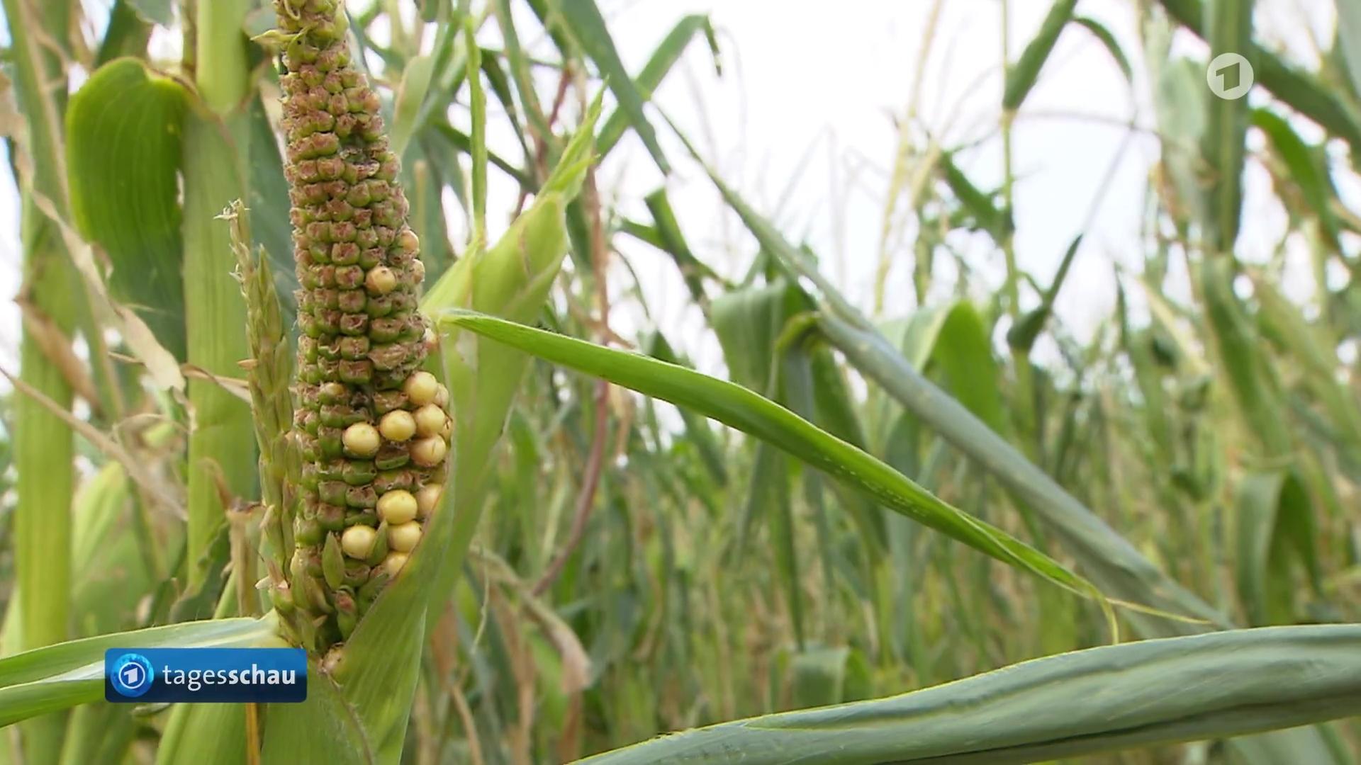 Klimafolgen lässt Erträge von Landwirten einbrechen