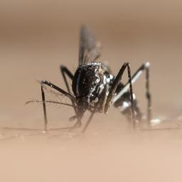 Asiatische Tiegermücke