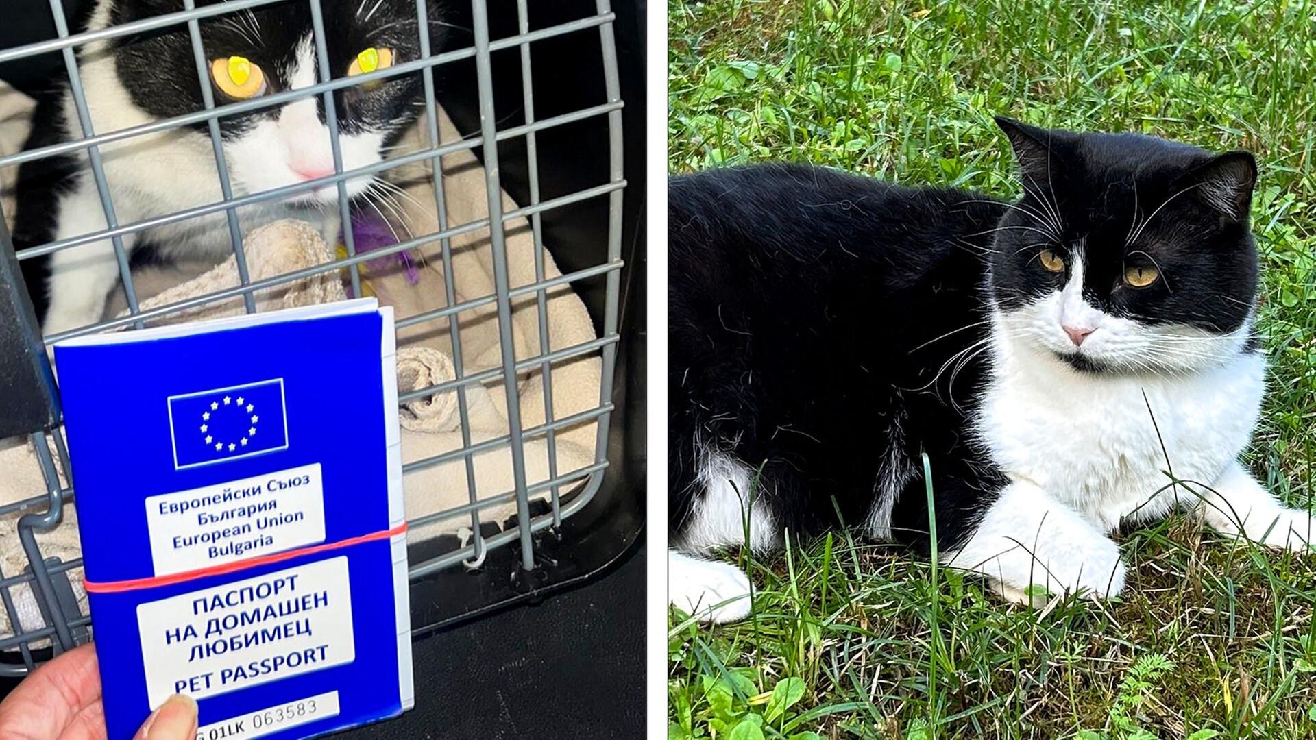 Kater Willie auf Europareise | SWR, Natalie Kuhn-Bickel