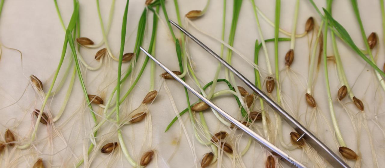 Pflanzensamen werden in einem Keimlabor untersucht.