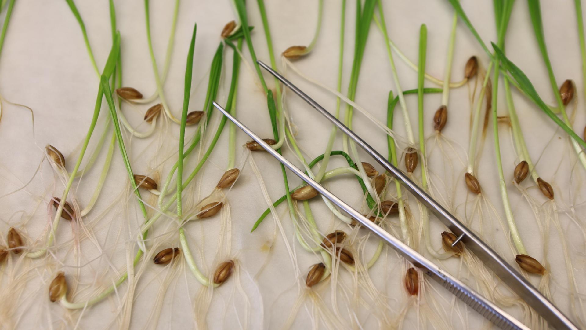 Pflanzensamen werden in einem Keimlabor untersucht. | dpa