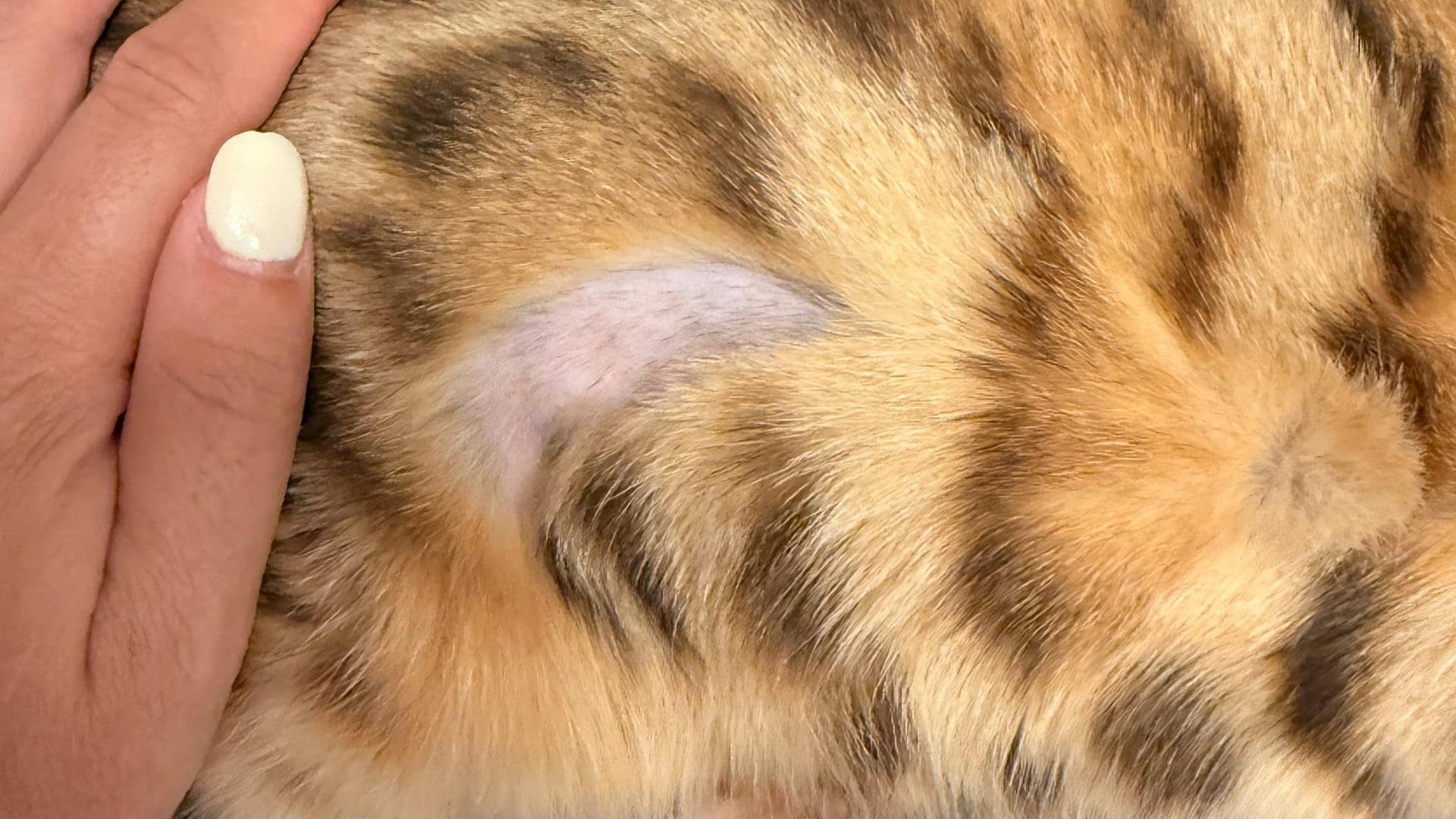 謎の事件：ドイツの町で相次ぐ猫への落書き、警察も首をかしげる