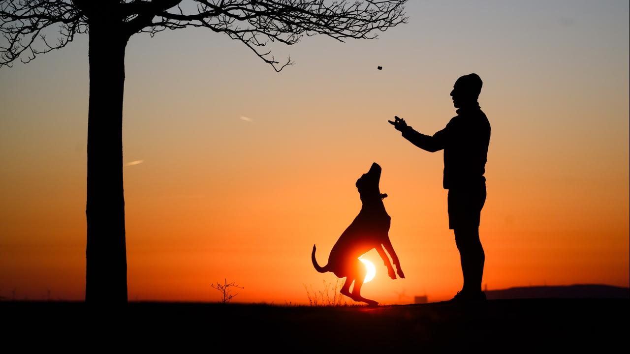 Die eigenen Haustiere richtig absichern